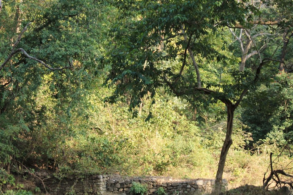 Photo of Jhirna Forest Rest House, Sona Nadi Range, Uttarakhand, India by Kapil Bhardwaj