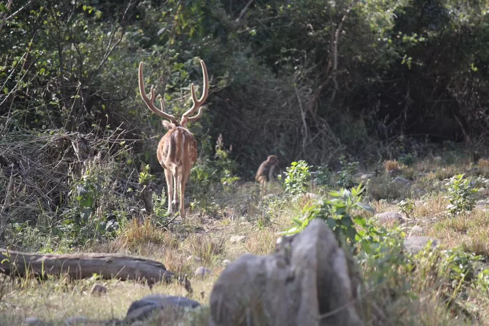 Photo of Jhirna Forest Rest House, Sona Nadi Range, Uttarakhand, India by Kapil Bhardwaj