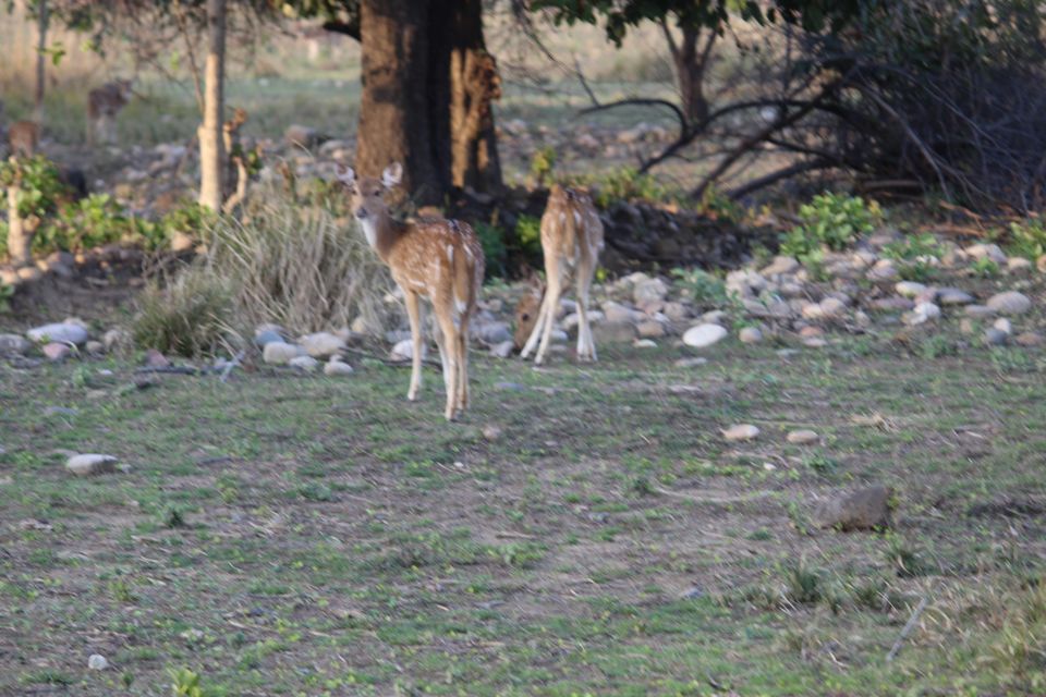 Photo of Jhirna Forest Rest House, Sona Nadi Range, Uttarakhand, India by Kapil Bhardwaj