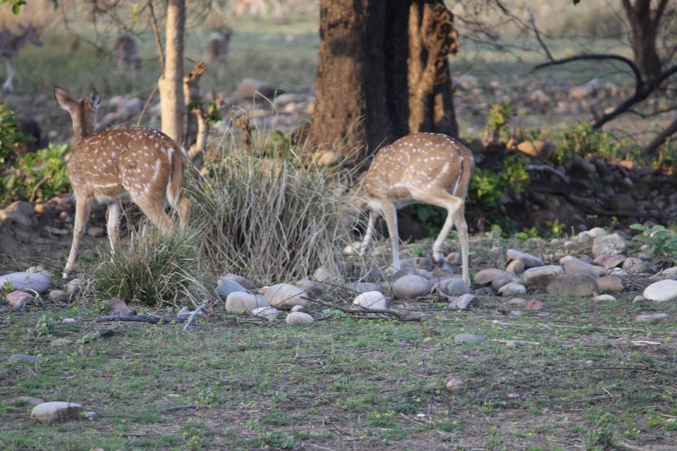 Photo of Jhirna Forest Rest House, Sona Nadi Range, Uttarakhand, India by Kapil Bhardwaj