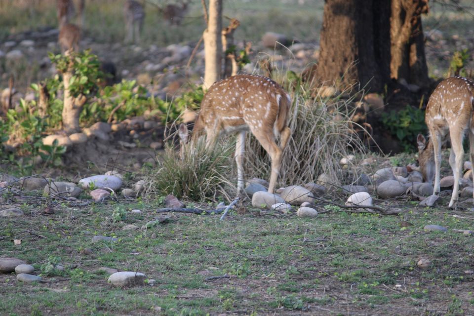 Photo of Jhirna Forest Rest House, Sona Nadi Range, Uttarakhand, India by Kapil Bhardwaj