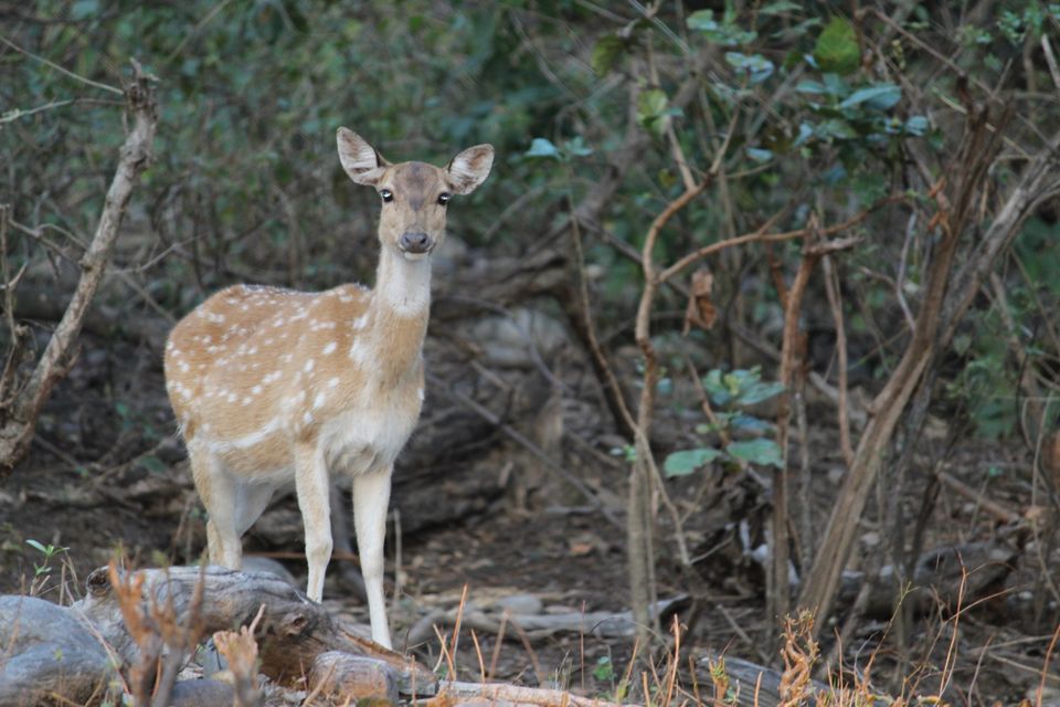 Photo of Jhirna Forest Rest House, Sona Nadi Range, Uttarakhand, India by Kapil Bhardwaj