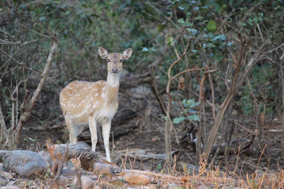 Photo of Jhirna Forest Rest House, Sona Nadi Range, Uttarakhand, India by Kapil Bhardwaj