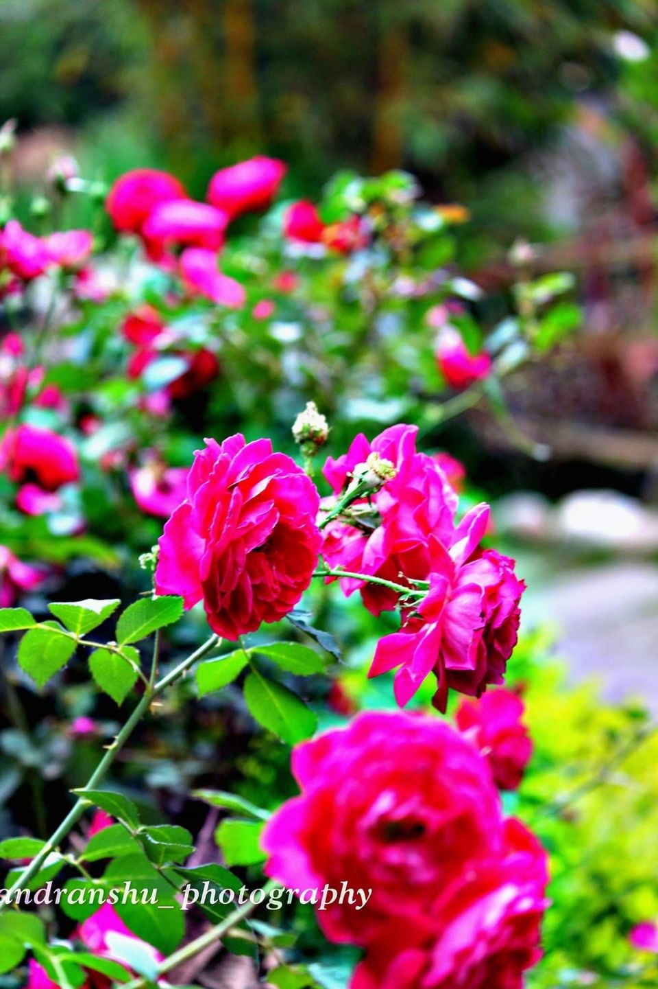 Photo of Jhirna Forest Rest House, Sona Nadi Range, Uttarakhand, India by Kapil Bhardwaj