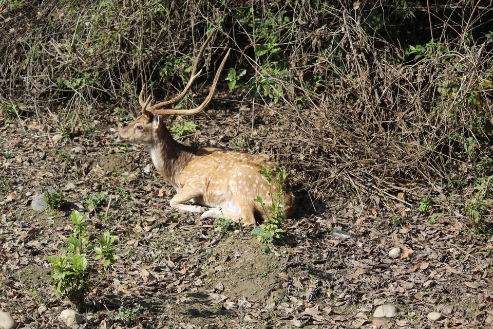 Photo of Jhirna Forest Rest House, Sona Nadi Range, Uttarakhand, India by Kapil Bhardwaj