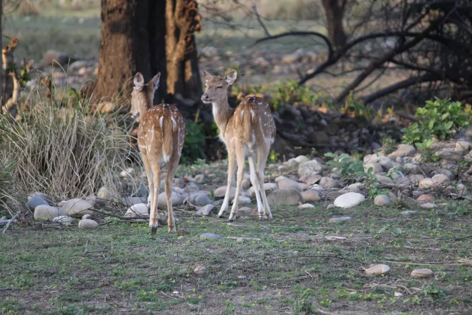 Photo of Jhirna Forest Rest House, Sona Nadi Range, Uttarakhand, India by Kapil Bhardwaj