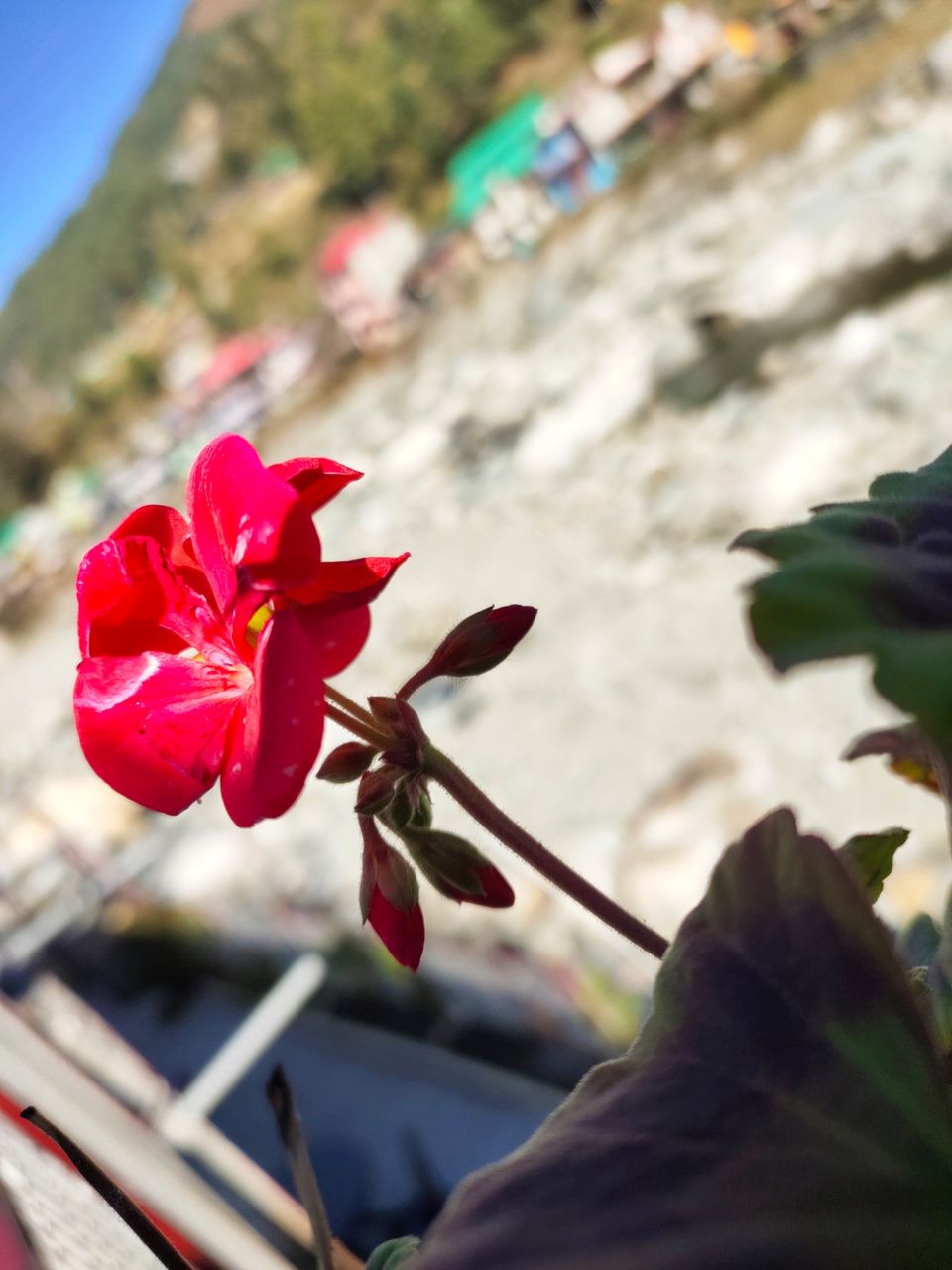 Photo of Hotel White Stone Barot, Barot, Himachal Pradesh, India by Kapil Bhardwaj