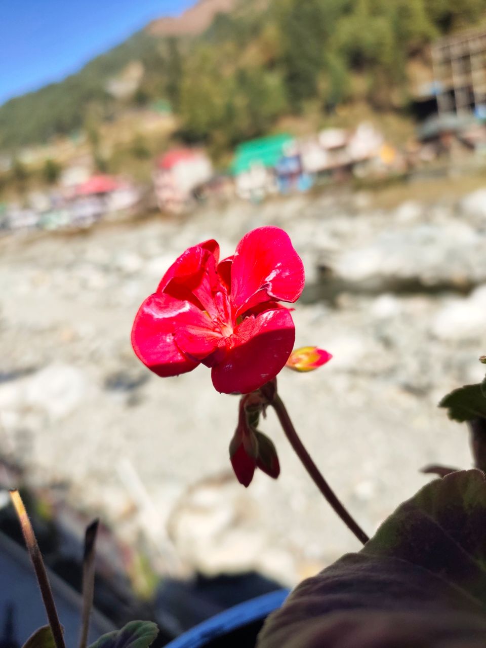 Photo of Hotel White Stone Barot, Barot, Himachal Pradesh, India by Kapil Bhardwaj