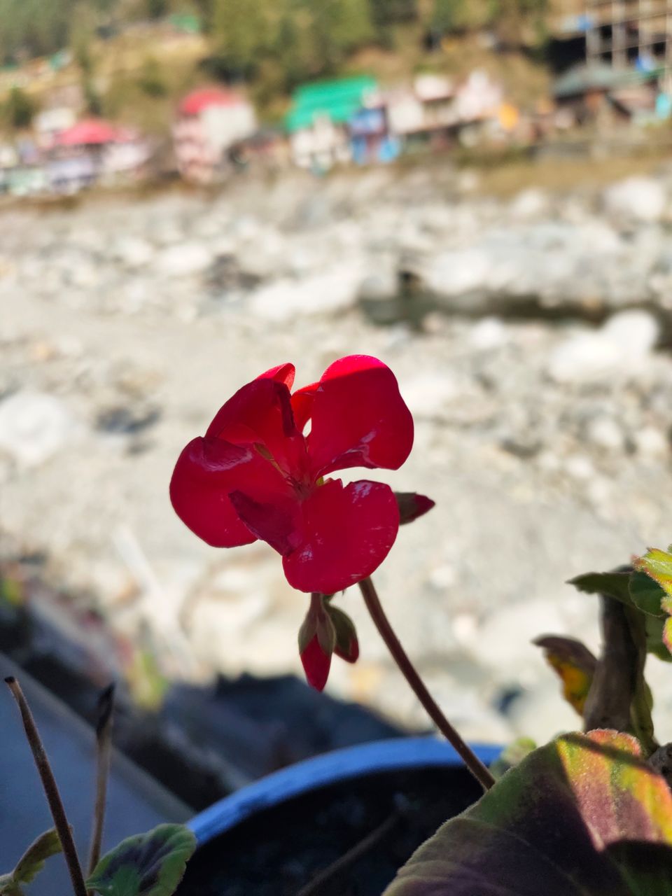 Photo of Hotel White Stone Barot, Barot, Himachal Pradesh, India by Kapil Bhardwaj