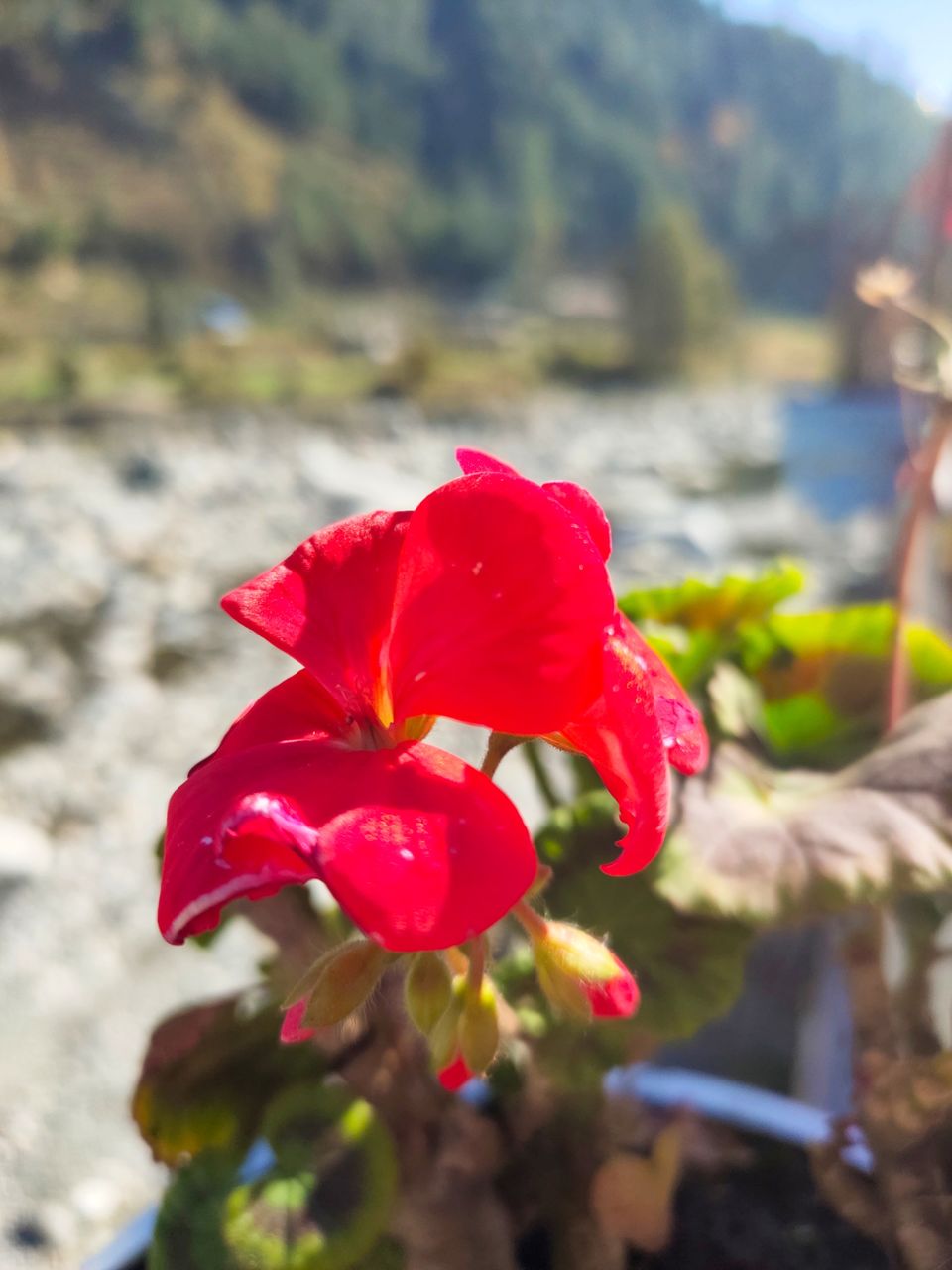 Photo of Hotel White Stone Barot, Barot, Himachal Pradesh, India by Kapil Bhardwaj