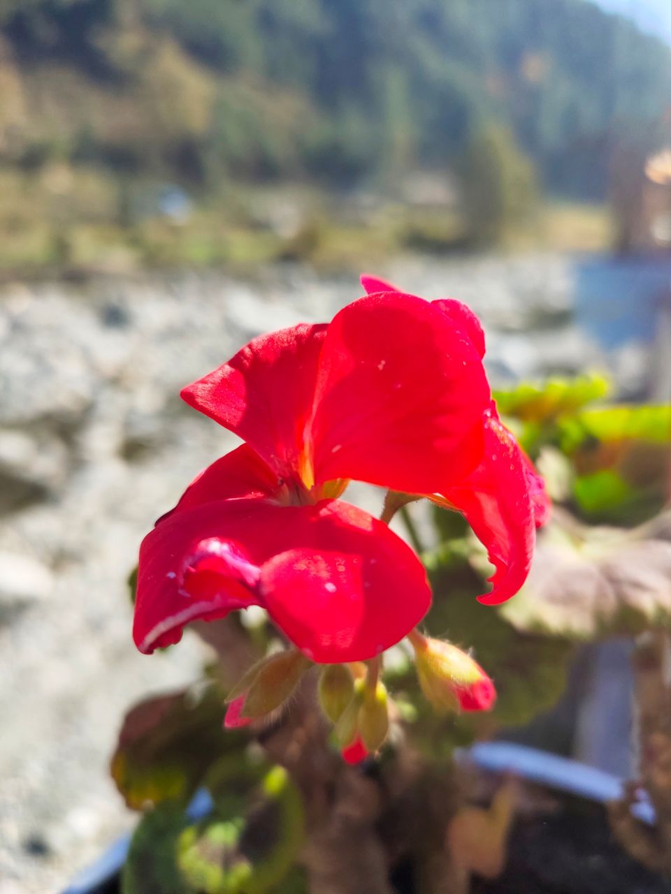Photo of Hotel White Stone Barot, Barot, Himachal Pradesh, India by Kapil Bhardwaj