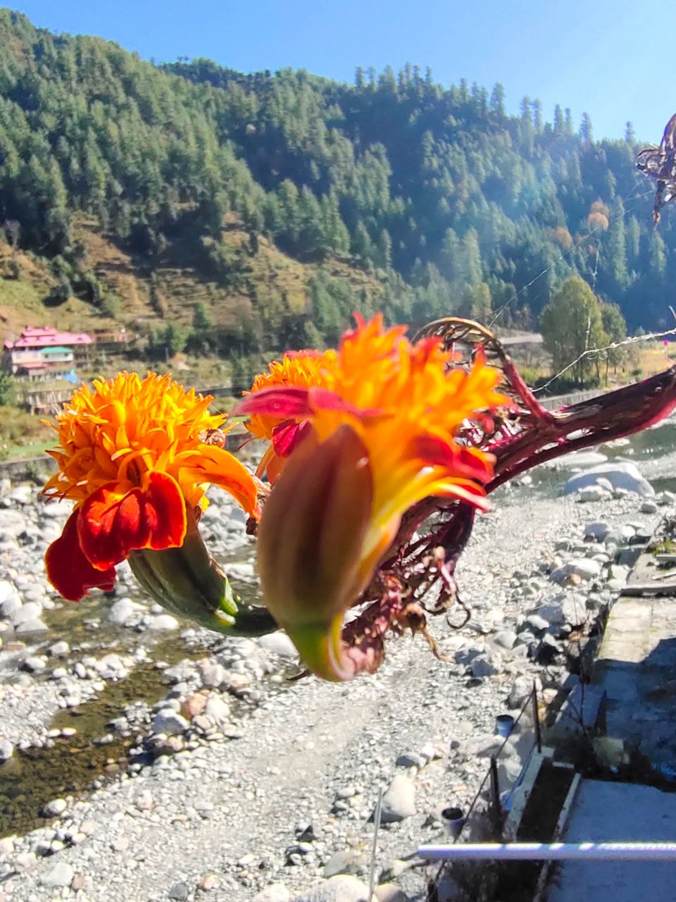 Photo of Hotel White Stone Barot, Barot, Himachal Pradesh, India by Kapil Bhardwaj