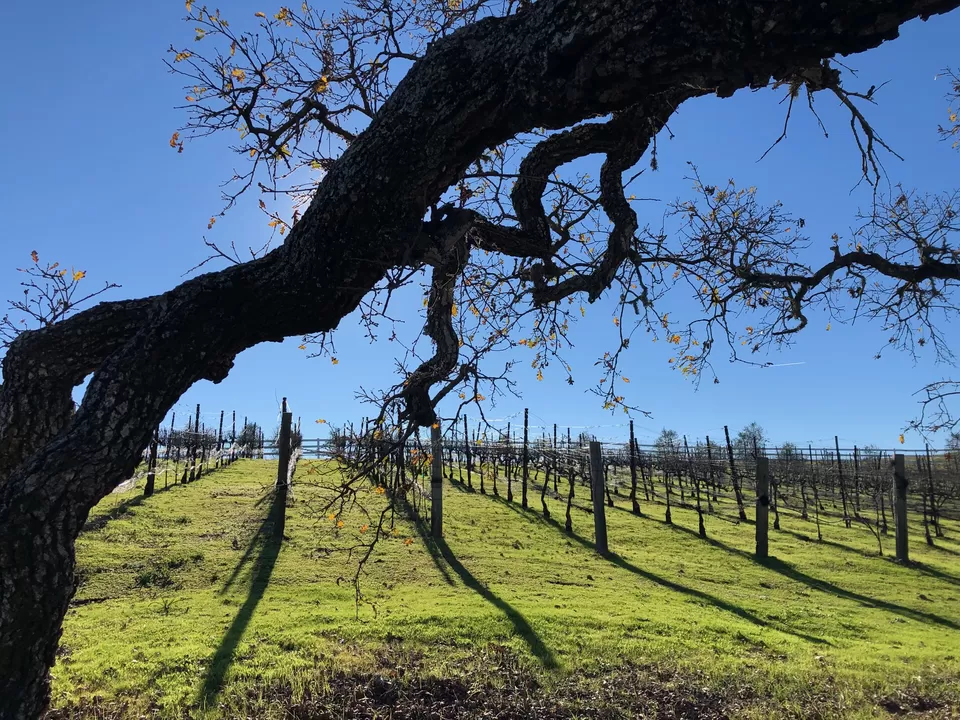 Photo of The Grape Crusher, Napa, CA, USA by Anushka Bhartiya