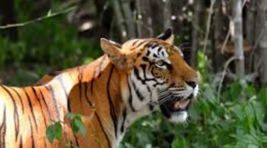 Photo of Koyna Wildlife Sanctuary, Koyna, Maharashtra, India by Jayesh Bhanushali