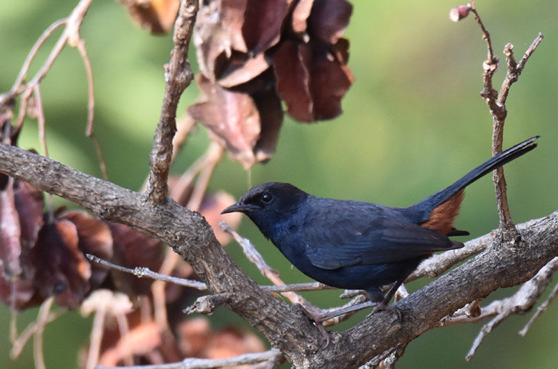 Photo of EXPLORE AND STAY IN KOYNA WILDLIFE SANCTUARY by Jayesh Bhanushali