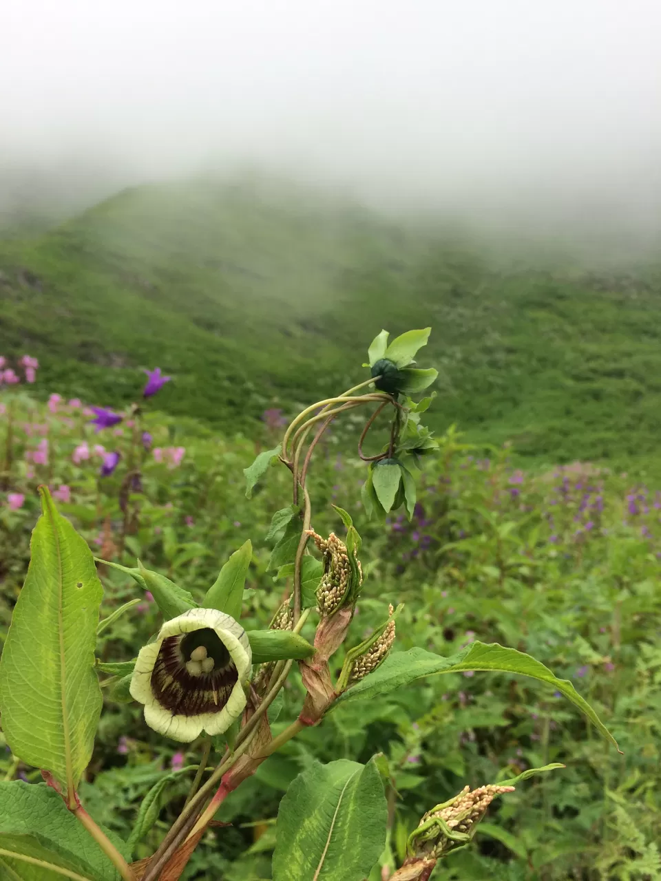 Photo of Valley of Flowers National Park, Uttarakhand, India by Poonam Kanyal