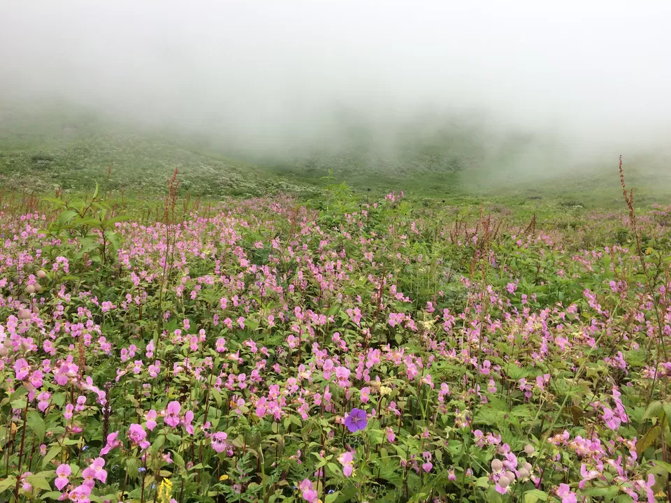 Photo of Valley of Flowers National Park, Uttarakhand, India by Poonam Kanyal