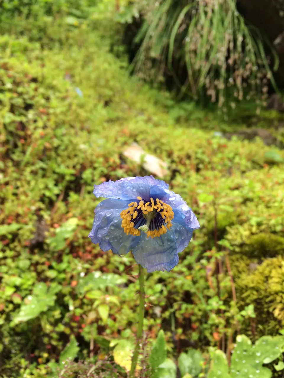 Photo of Hemkund, Uttarakhand, India by Poonam Kanyal