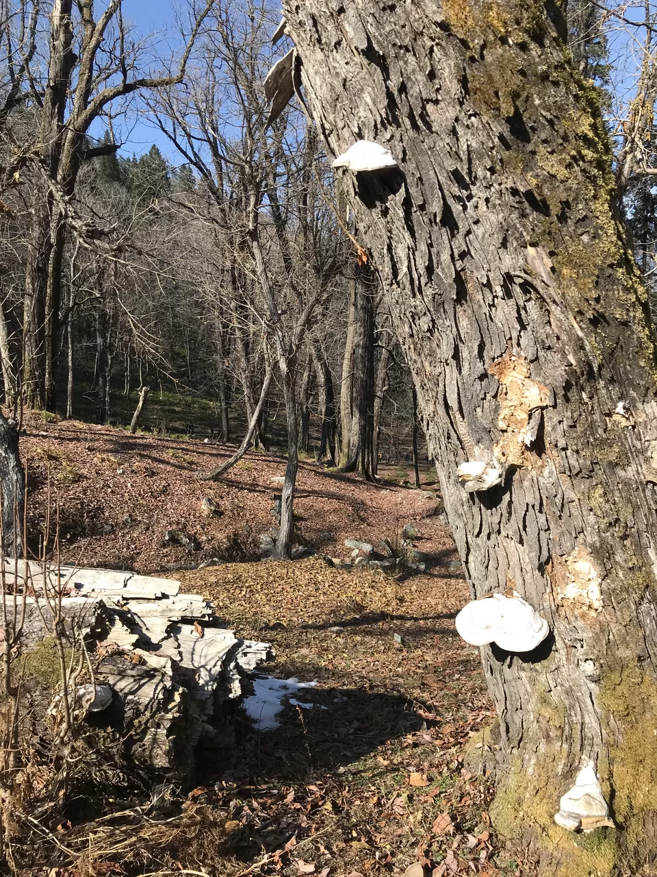 Photo of Sankri, Uttarakhand, India by Poonam Kanyal
