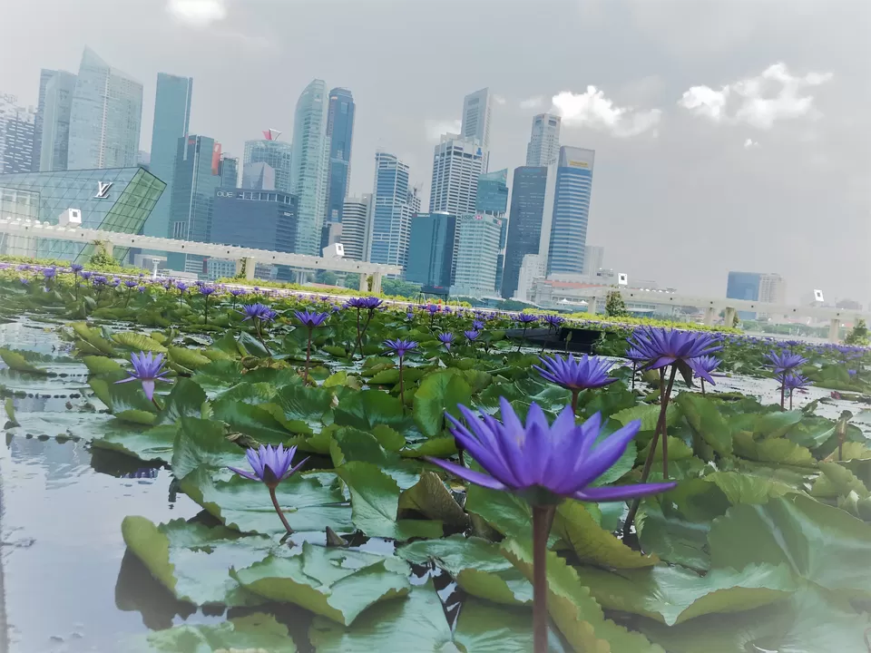 Photo of Bayfront Avenue, Singapore by Poonam Kanyal