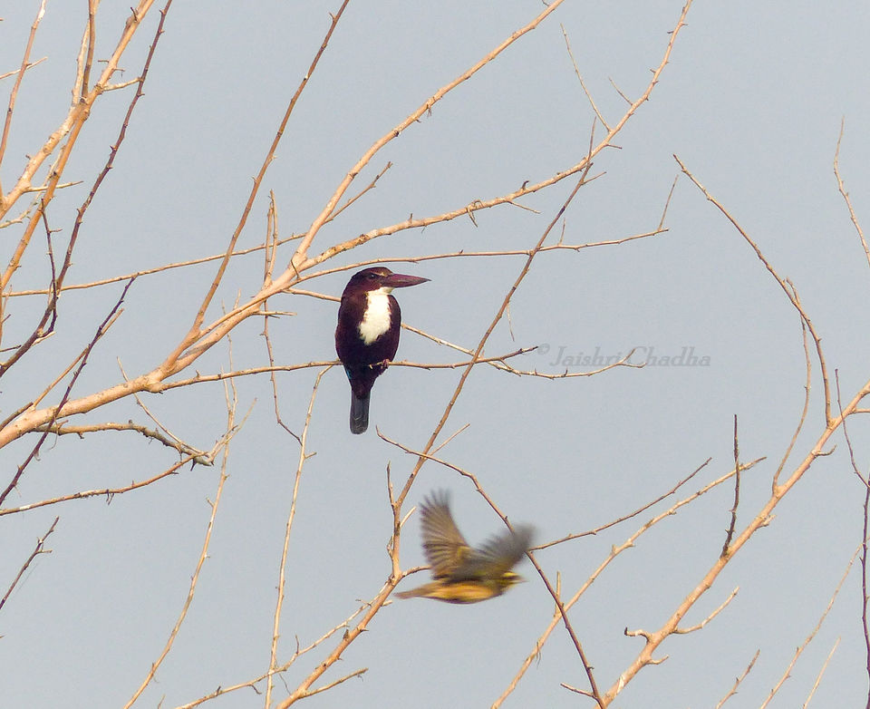 Photo of Light up your day with - "Natural Aeronauts" 33/51 by Jaishree Chadha