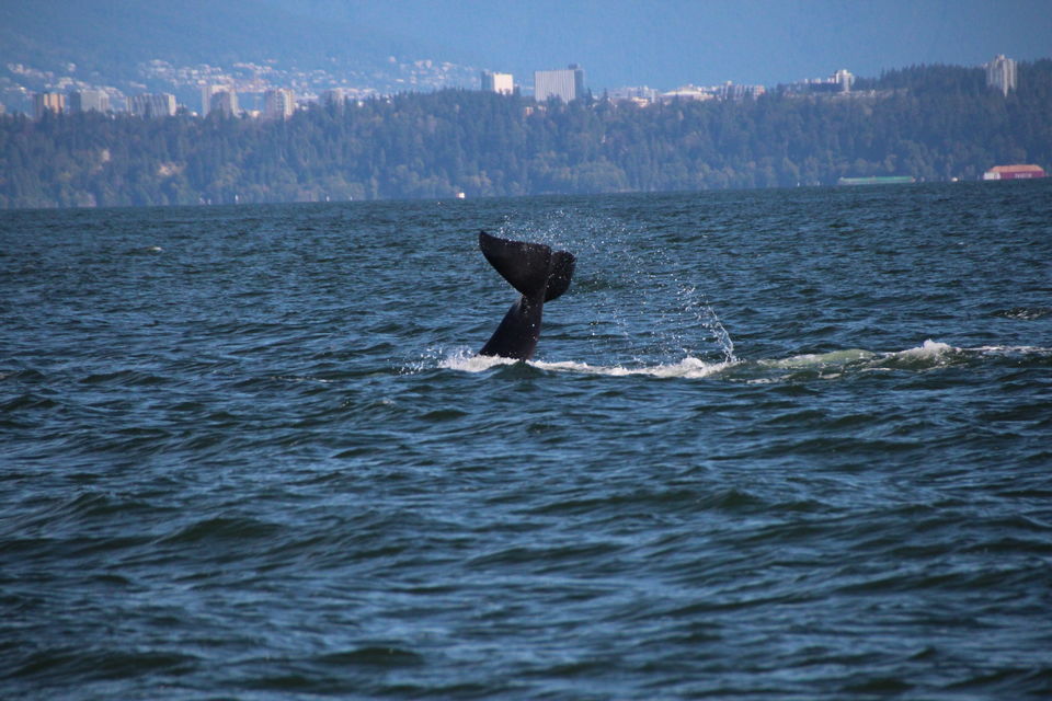 Photo of Wild Whales Vancouver, Mast Tower Lane, Vancouver, Brits-Columbia, Canada by Jens Van De Voorde