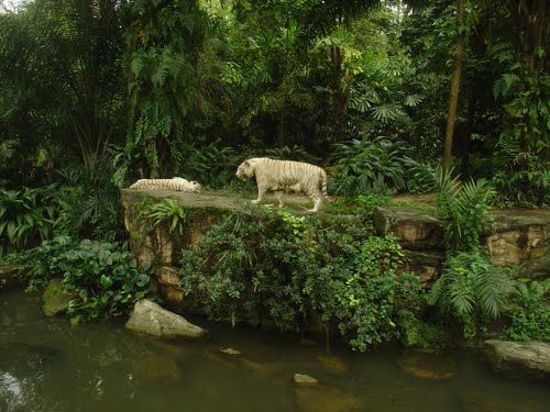 Photo of Singapore Zoo Singapore by Pallavi