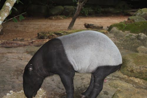 Photo of Night Safari Singapore by Pallavi