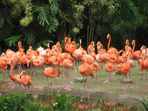 Photo of Singapore Zoo Singapore by Pallavi