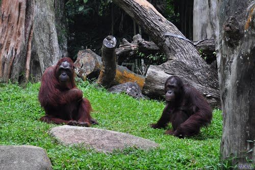 Photo of Singapore Zoo Singapore by Pallavi