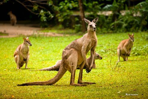 Photo of Singapore Zoo Singapore by Pallavi