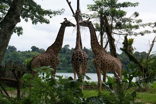 Photo of Singapore Zoo Singapore by Pallavi