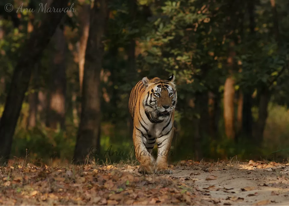 Photo of Kanha National Park, Madhya Pradesh, India by anu marwah