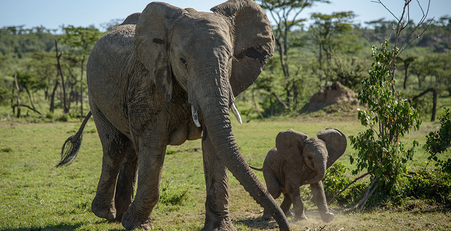 Photo of Masai Mara – Africa Luxury Special 15/21 by anu marwah