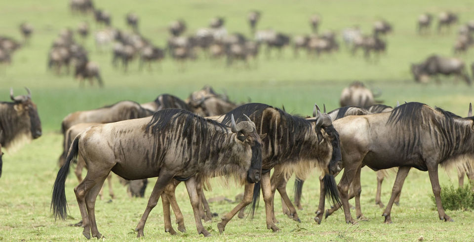 Photo of Masai Mara – Africa Luxury Special 14/21 by anu marwah