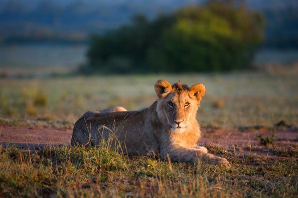 Photo of Masai Mara – Africa Luxury Special 17/21 by anu marwah