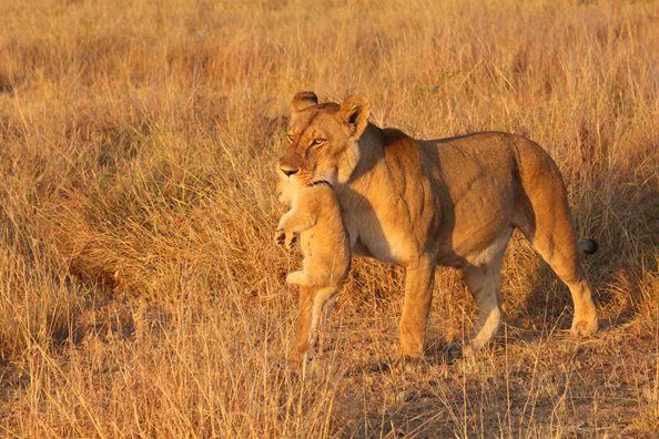 Photo of Masai Mara – Africa Luxury Special 16/21 by anu marwah