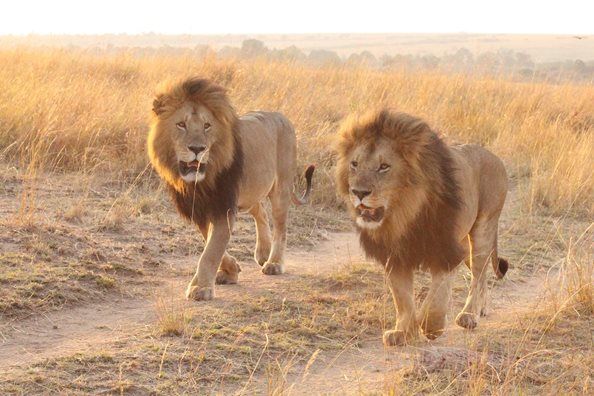 Photo of Masai Mara – Africa Luxury Special 18/21 by anu marwah