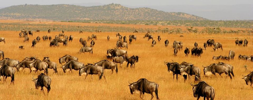 Photo of Masai Mara – Africa Luxury Special 20/21 by anu marwah