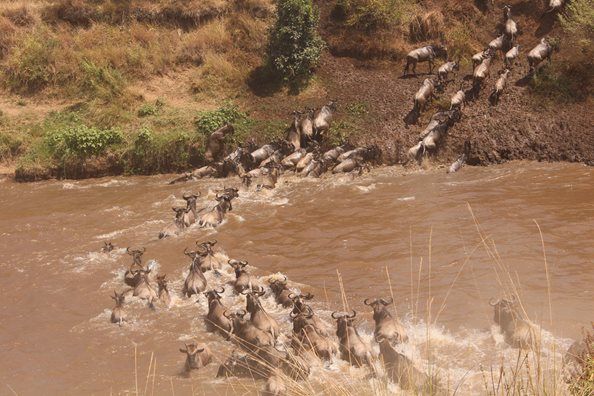 Photo of Masai Mara – Africa Luxury Special 21/21 by anu marwah