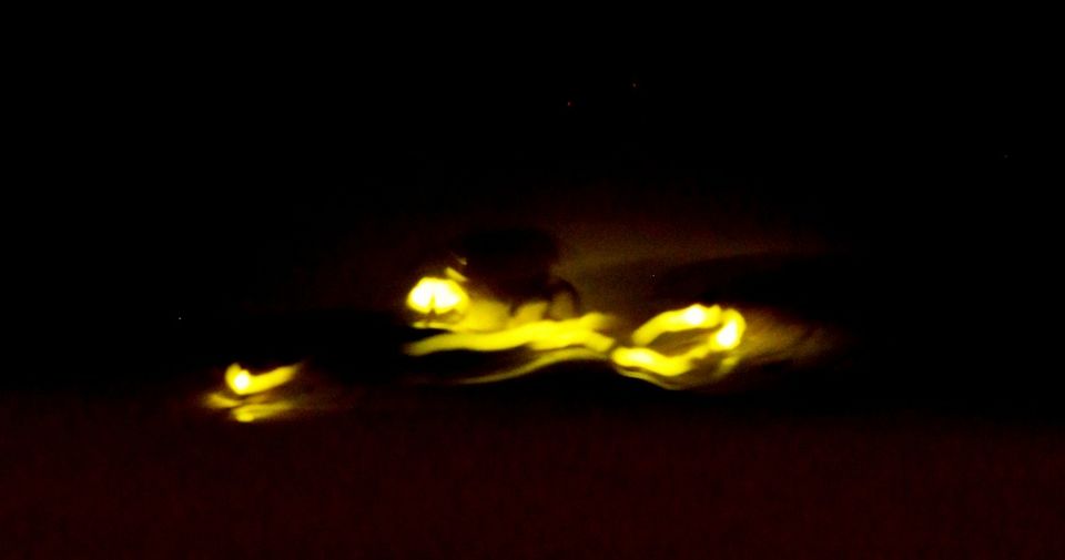 Photo of Dance with the Fireflies at Purushwadi Village by Nilanjana Roy
