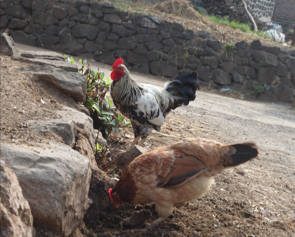 Photo of Purushwadi, Maharashtra, India by Nilanjana Roy