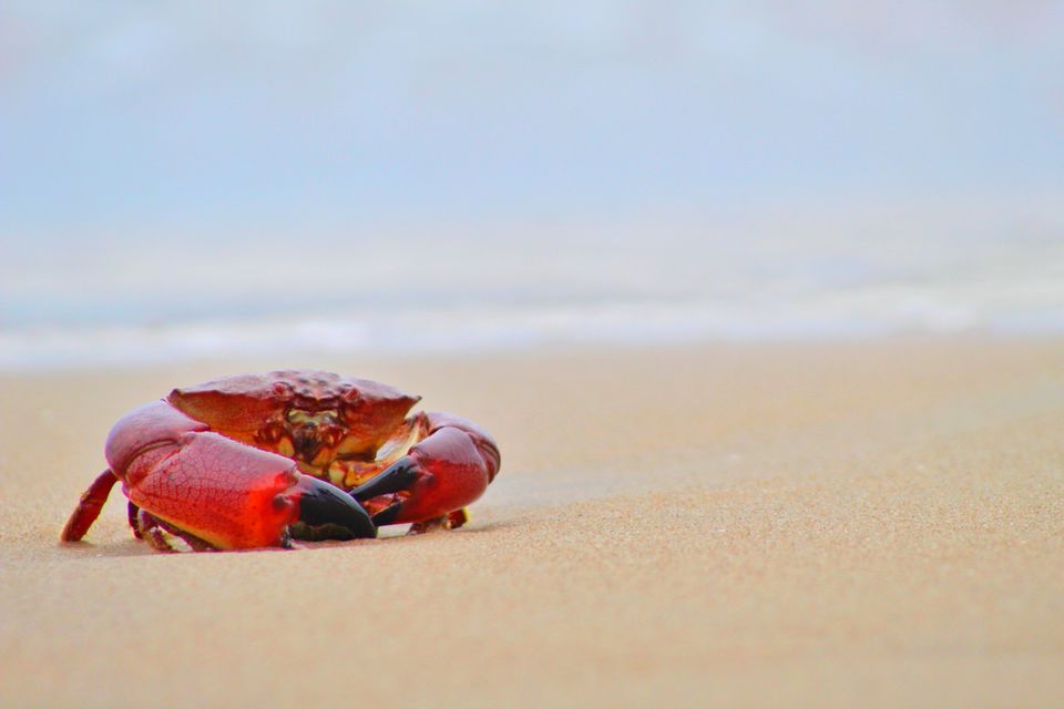 Photo of Serenity Beach, Kottakuppam, Puducherry, Tamil Nadu, India by Nitish Nichenam