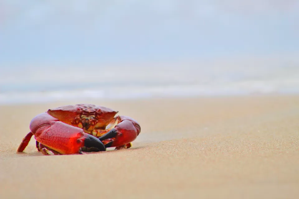 Photo of Serenity Beach, Kottakuppam, Puducherry, Tamil Nadu, India by Nitish Nichenam