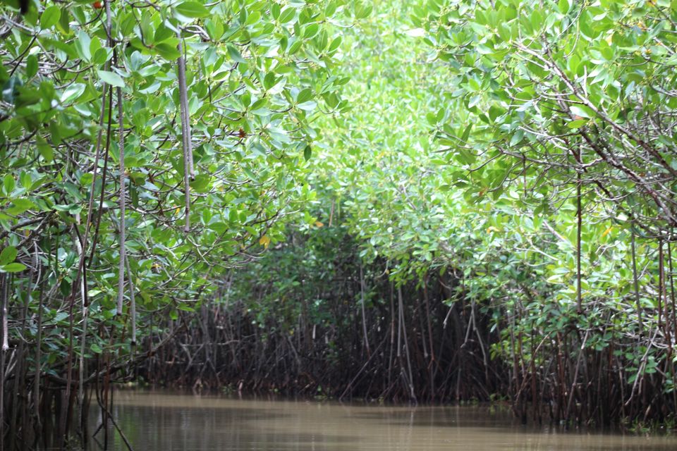 Photo of Pichavaram Mangrove Forest, Pichavaram, Tamil Nadu, India by Nitish Nichenam