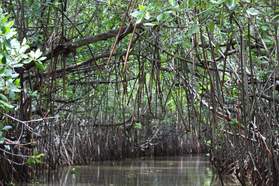 Photo of Pichavaram Mangrove Forest, Pichavaram, Tamil Nadu, India by Nitish Nichenam