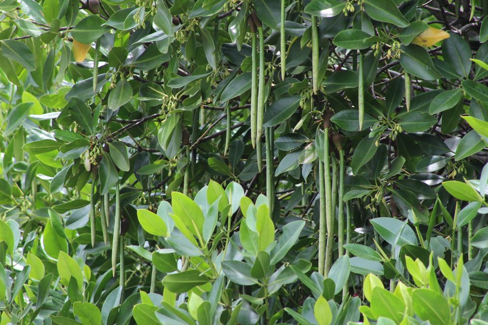Photo of Pichavaram Mangrove Forest, Pichavaram, Tamil Nadu, India by Nitish Nichenam