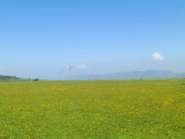 Photo of Kaas, Kas, Maharashtra, India by Rohit Soni