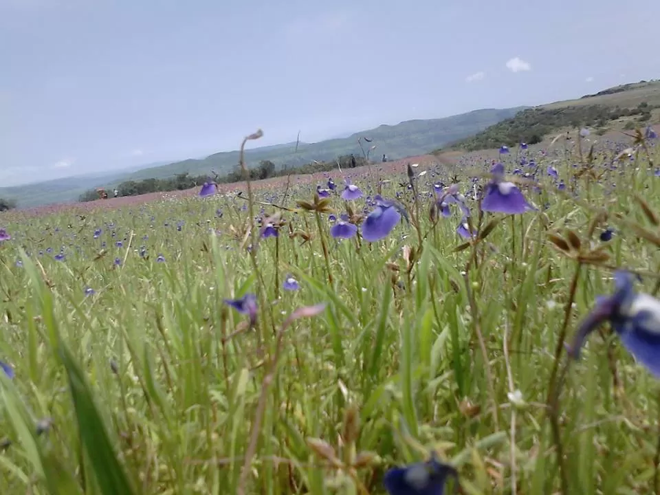 Photo of Kaas Plateau of Flowers, Satara, Maharashtra, India by Rohit Soni