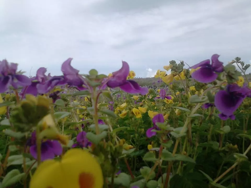 Photo of Kaas Plateau of Flowers, Satara, Maharashtra, India by Rohit Soni